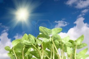 mensaje de las plantas