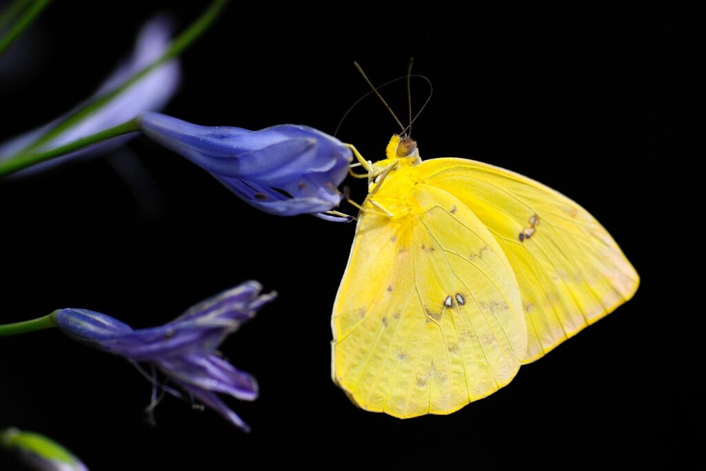 mariposa amarilla