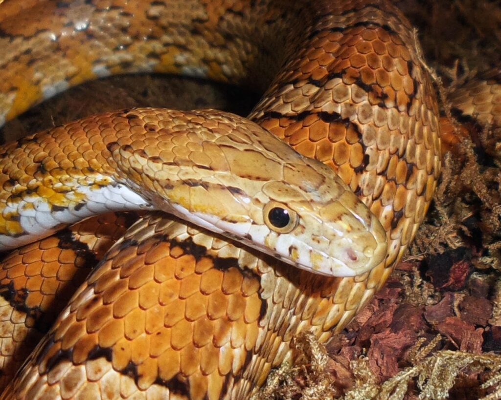 serpiente