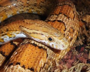 serpiente