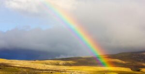 la muerte y los animales